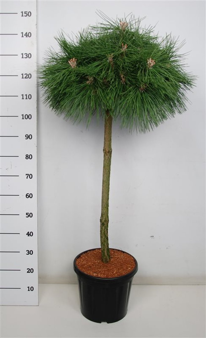 Pinus nigra 'Pierrick Brégeon' - 80 CM Stem C20